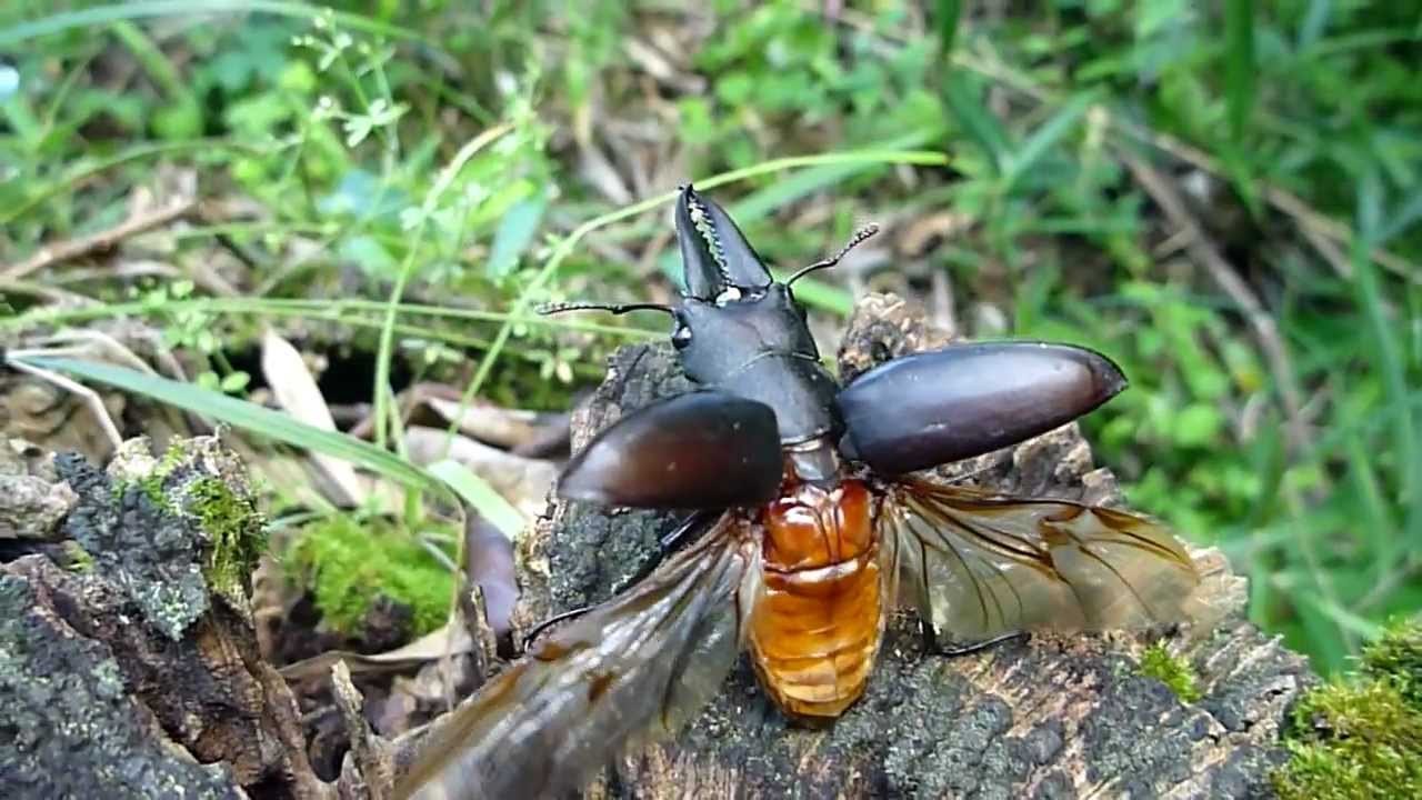 ノコギリクワガタの飛翔 【Glass Beetleノコギリクワガタ（モザイク