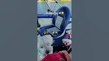Gone Fishing With My Dogs Fyp Doglovers Viral Pets 