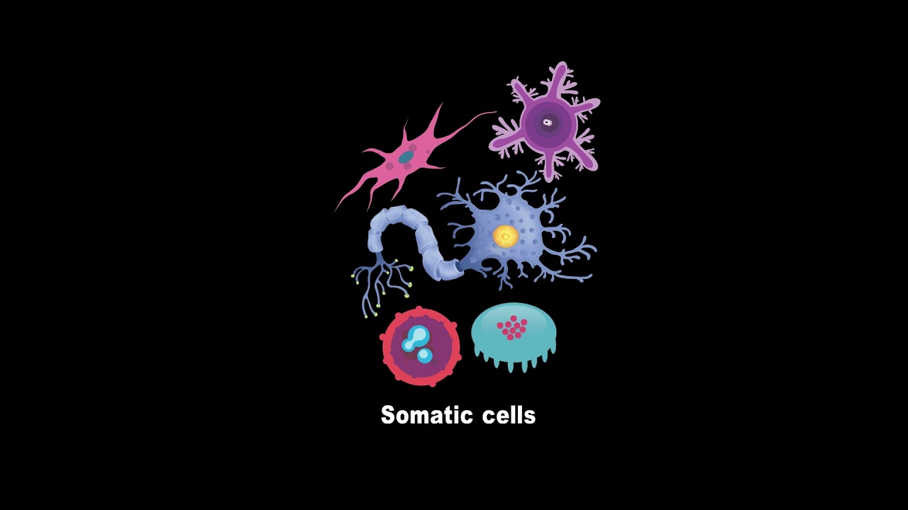 Stem Cells vs  Somatic Cells (What's the Difference)?
