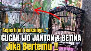 DILUAR DUGAAN‼️KETIKA CUCAK IJO JANTAN DAN BETINA KETEMU REAKSINYA SEPERTI INI‼️ DILUAR DUGAAN‼️KETIKA CUCAK IJO JANTAN DAN BETINA KETEMU REAKSINYA SEPERTI INI‼️