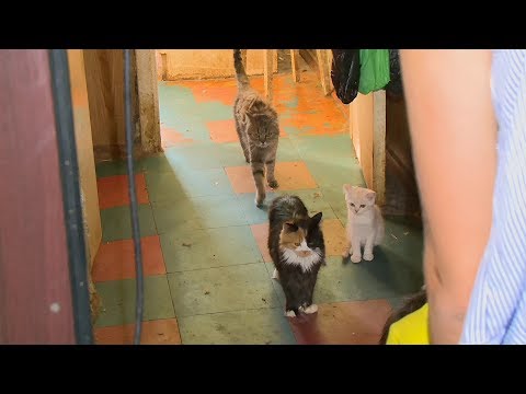 Пензенская пенсионерка оставила почти 30 кошек одних в квартире без еды и воды