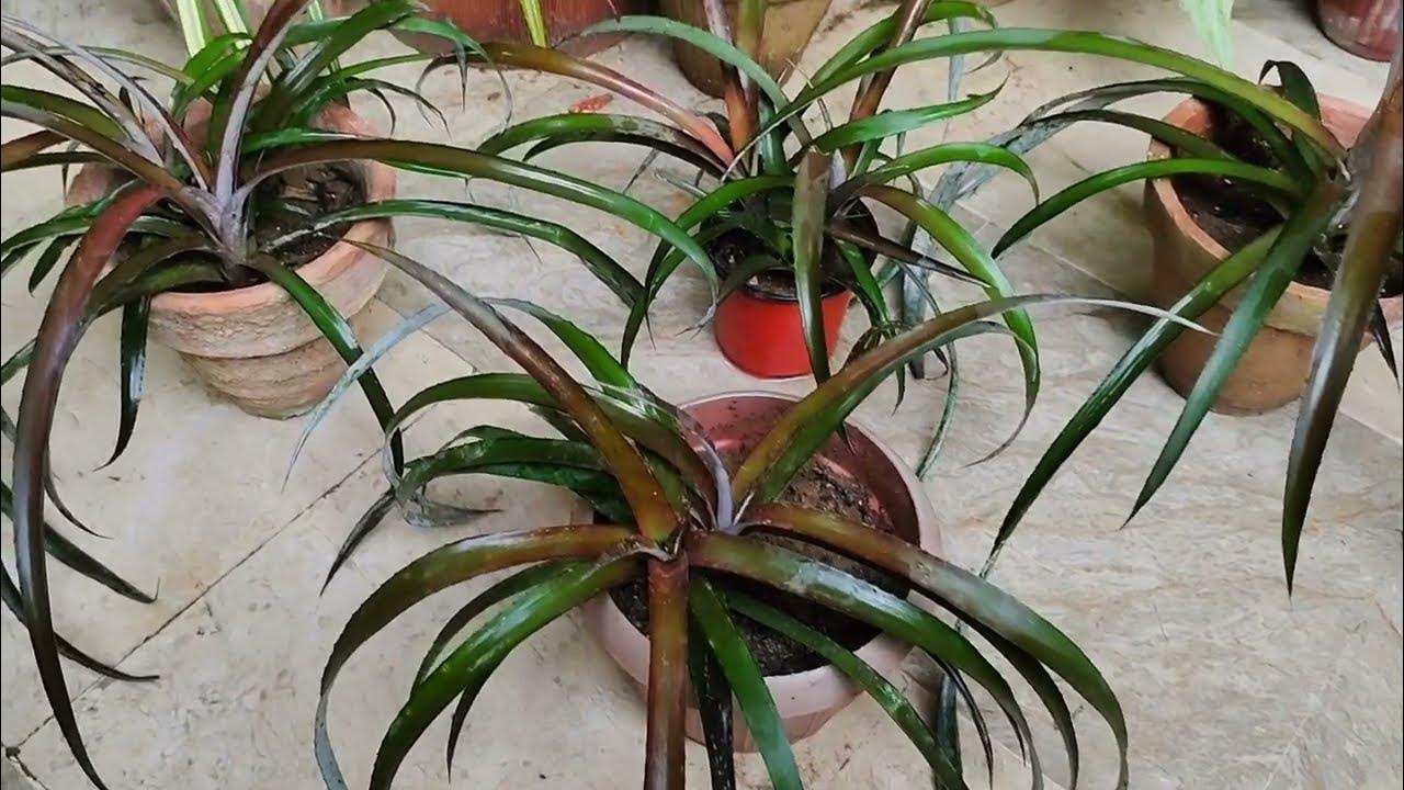 Ornamental Pineapple Plant Caring Tips Urdu/Hindi YouTube