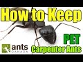 Carpenter Ants (Camponotus) | AntsCanada Tutorial