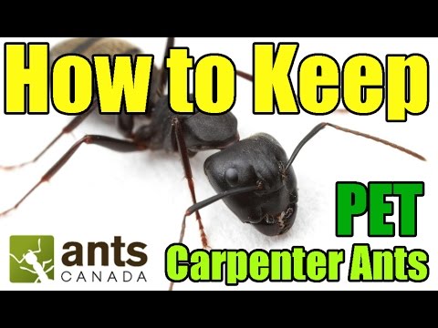 Carpenter Ants (Camponotus) | AntsCanada Tutorial