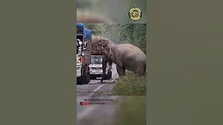 dipalak gajah 😂