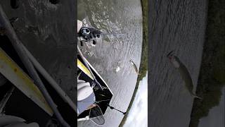 32" Musky (May 1, 2026) #musky #muskyfishing #michigan #puremichigan #fishing