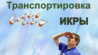 Транспортировка Икры