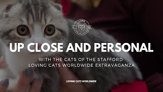 Cute Cat CloseUp's | Stafford CATstravaganza with Loving Cats Worldwide