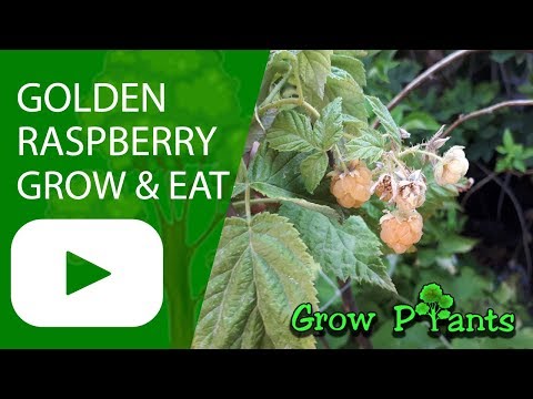 Video: Sweet and he althy yellow raspberry