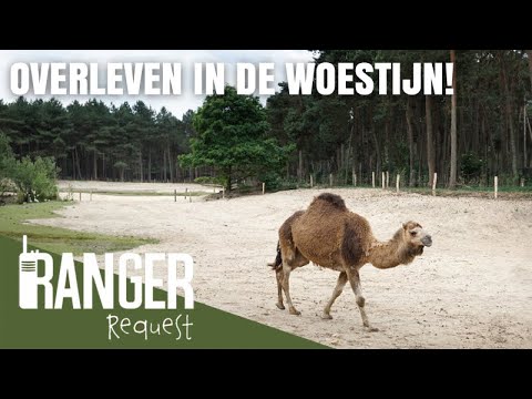 Video: Welke dieren planten leven in de woestijn?