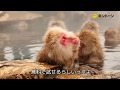 【#まとまると強い】桃太郎 サル編 30s