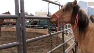 Noah Gets Gelded