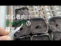 きゅうりの種まきについて【初心者向け】