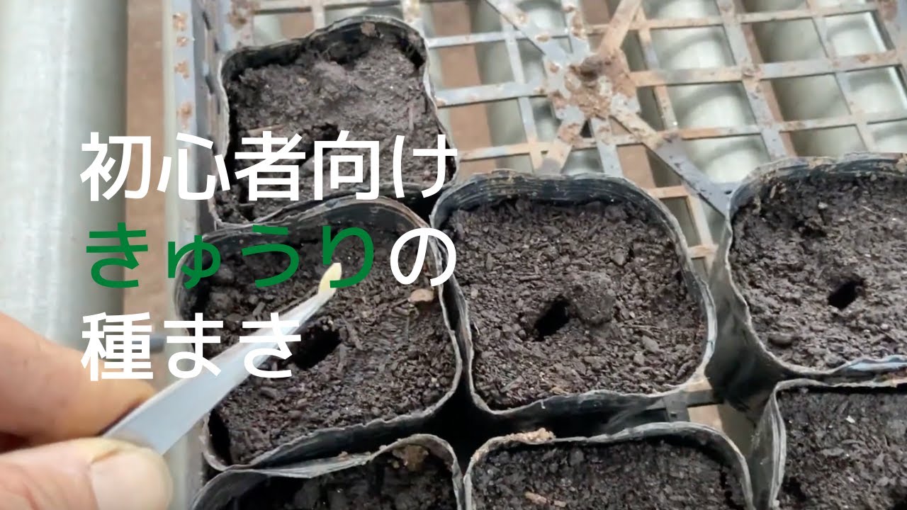 きゅうりの種まきについて【初心者向け】