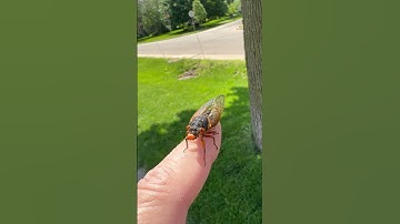 Thumbnail of 17 year cicadas slowly appearing in Clarendon Hills Illinois
