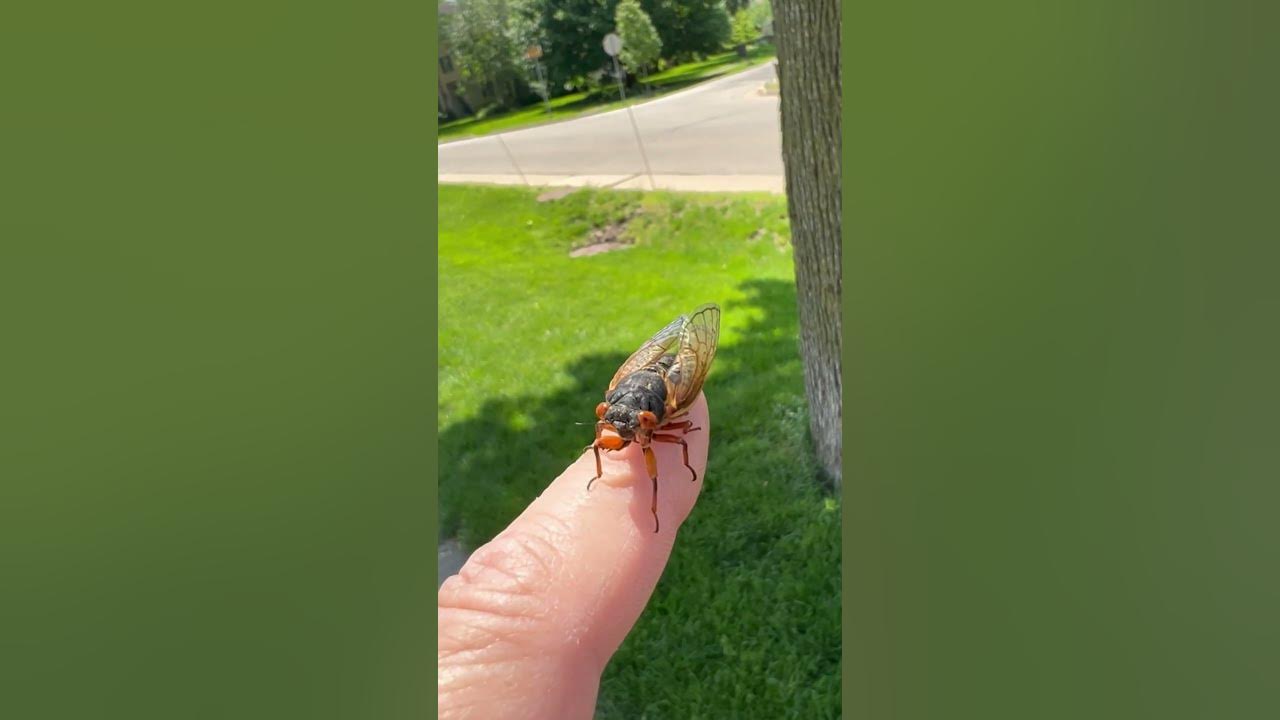 17 year cicadas slowly appearing in Clarendon Hills Illinois 17 year cicadas slowly appearing in Clarendon Hills Illinois