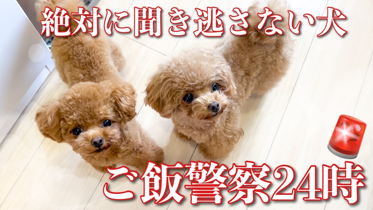犬の聴力は人間の6倍 食い意地張り過ぎなワンコが凄い Youtube 犬の聴力は人間の6倍 食い意地張り過ぎなワンコが凄い Youtube
