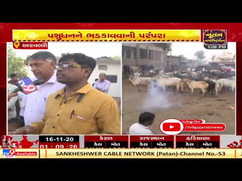 Aravalli : In the name of ritual people burst firecrackers amid herd of Cattle.| Tv9News