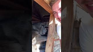 Cindy the Baboon was feeling slightly peckish after her afternoon nap! 😴😅🥰🐒 #baboon #amazinganimal