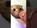 【神息】猫の鼻息マイクASMR