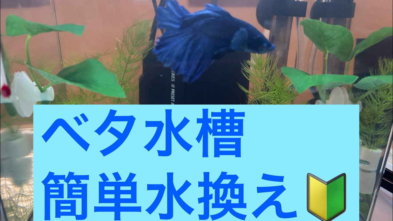 ベタ水槽簡単水換えします🤗