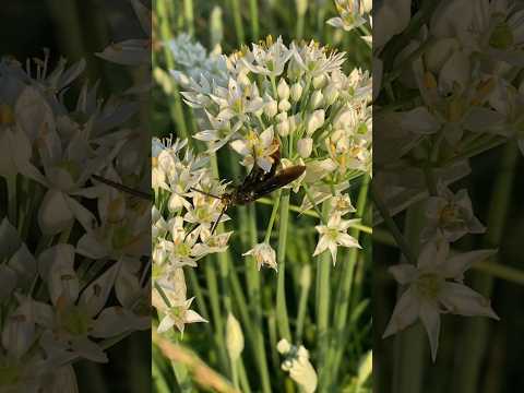 Video: Jsou vosy opylovače – zjistěte, jak opylovat vosy v zahradách