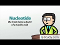 DNA Adenine, Guanine, Cytosine, Thymine & Complementary Base Pairing Video & Lesson Transcript