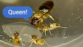 My Pet Ghost Ant Colony Feeding On Sugar Water