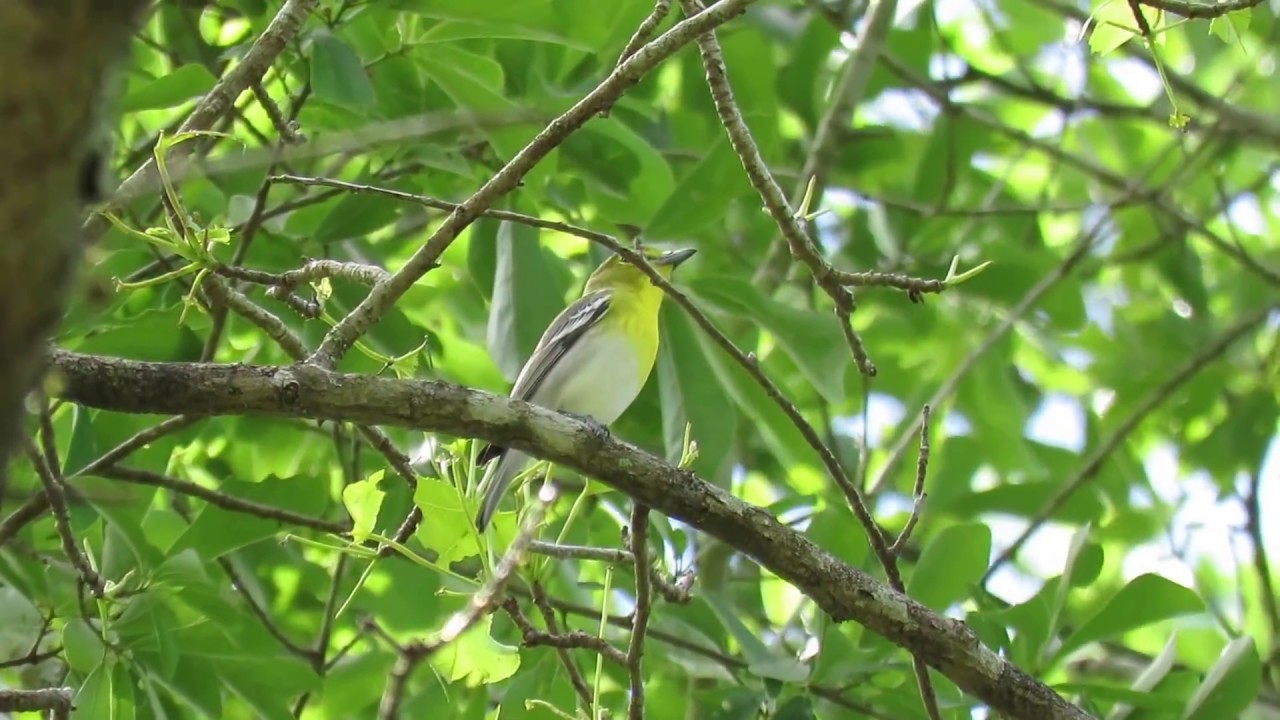 Yellow-throated Vireo (Vireo flavifrons) Singing Calling - Liberty County Texas