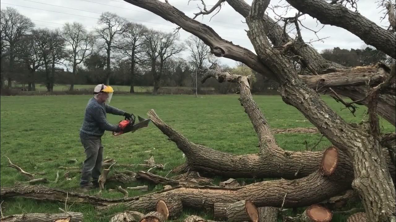 Logging Oak For Firewood YouTube