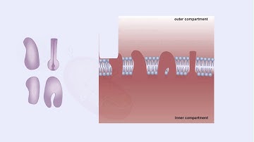 Mitochondrial Structure & ETC Protein Complexes (Protein Complexes and Electron Transport)