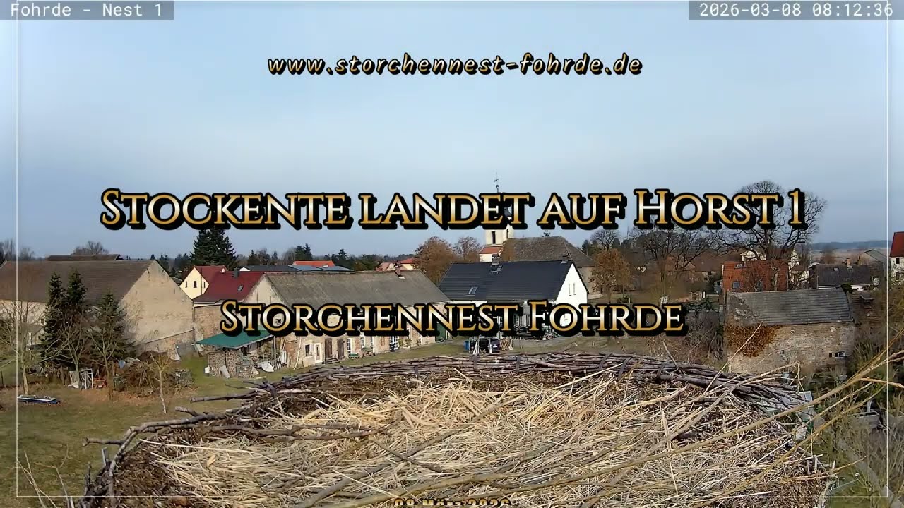 Stockente landet auf Horst 1 - Storchennest Fohrde - 08.03.2026