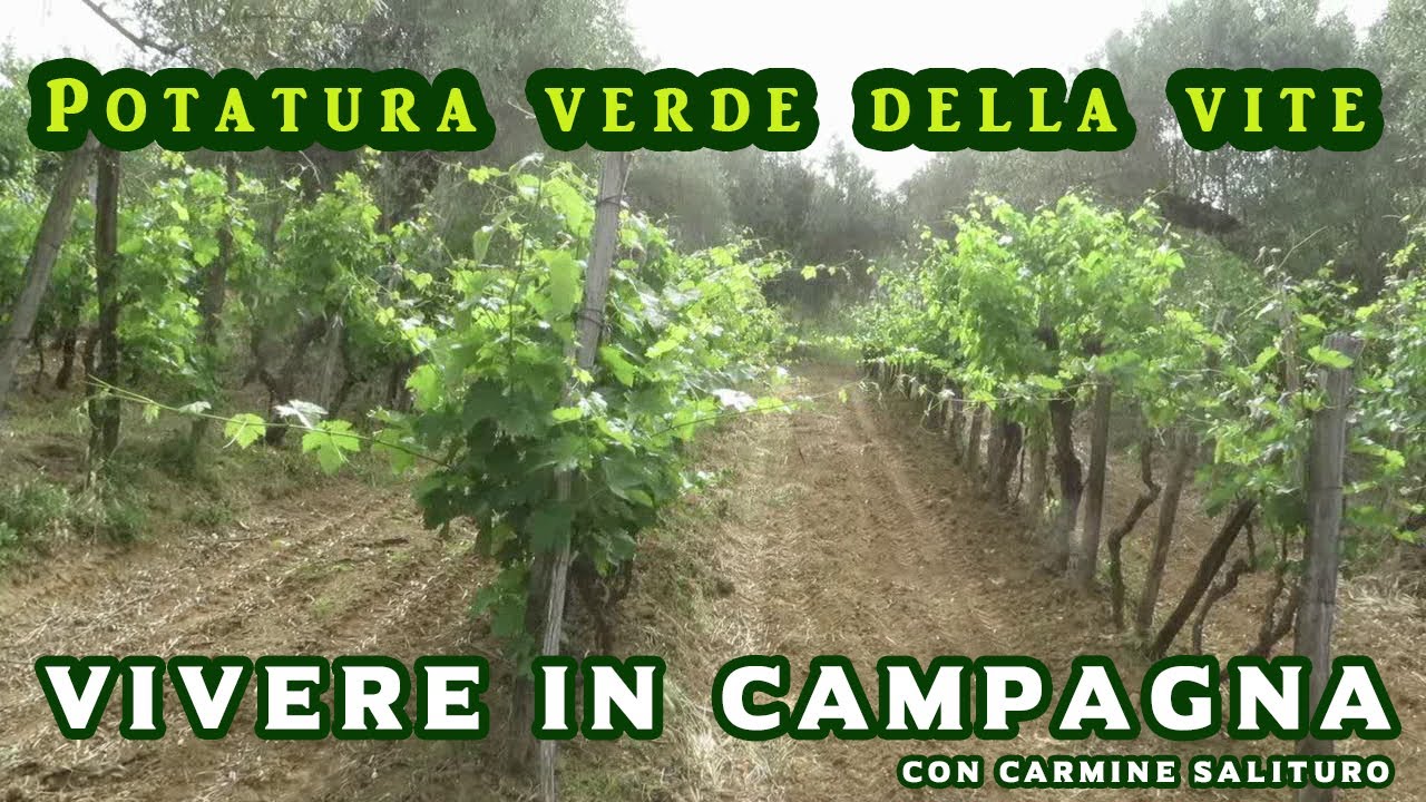 Potatura verde della vite: 5 semplici operazioni da eseguire