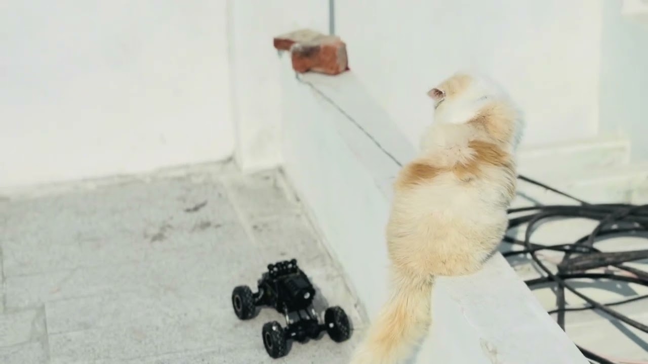 cute cat 🎀🎀 trolling car 😅🚗 