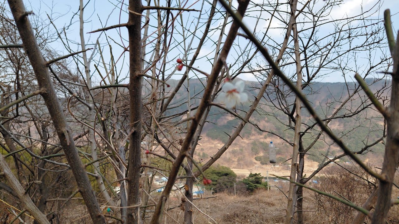 2월말 텃밭일기 - 매화꽃,양파부직포걷기,복숭아잿빛무늬병가지정리,감자밭준비