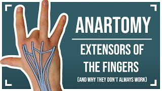 Extensors of the Fingers (and why they don't always work)