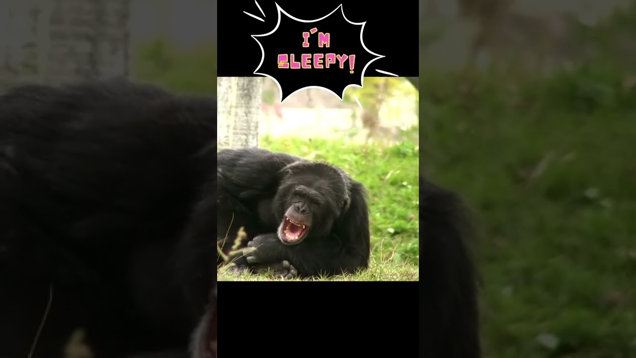 Sleepy Chimp 🐵💤