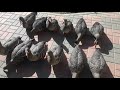 Обзор чучел белолобых гусей Avian-X флок и крашеные