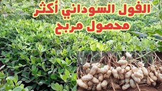 زراعة الفول السوداني أكثر محصول مربح للزراعة الصيفية