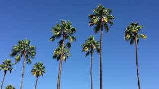Aesthetic Video Vol. 14: Summer Palm Trees