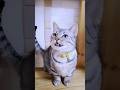 にゃーにゃー鳴いている斑猫がかわいい♥ A spotted cat meowing a lot is cute ♥