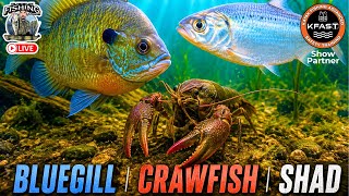 Cracking the Code: Feeding Habits of Trophy Largemouth