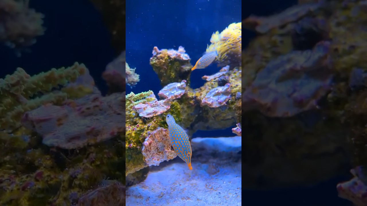 STUNNING orange spotted filefish🔥❤️ 