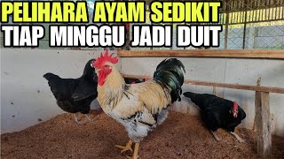 JENIS AYAM YG TEPAT UNTUK ANDA TERNAK SAAT INI‼️