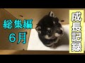 【豆柴】生後2ヶ月の子犬の成長記録動画〜自宅に迎えてから14日間〜【総集編:6月】Puppy growth record video