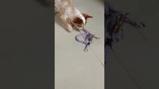 Insect And Dog. Insect Got Angry