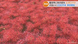 堤防を真っ赤に染めるヒガンバナ　地元の有志が26年前から育てた230万本が見頃に　愛知・豊田市(2022/9/28)