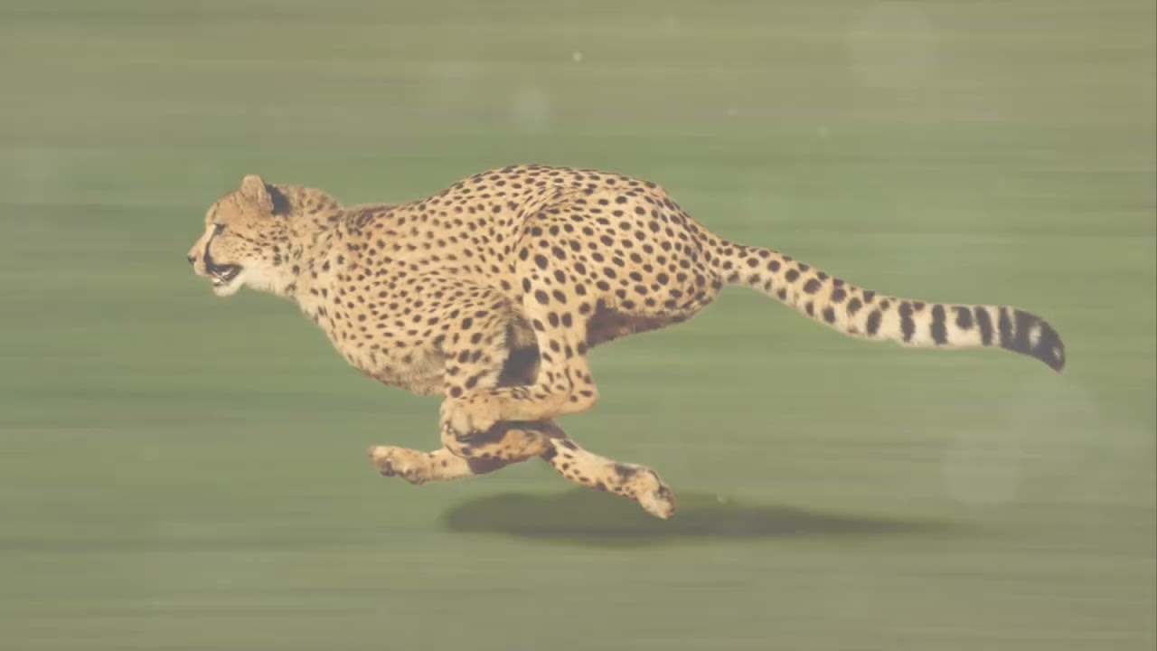 Animals without water in the forest  high temperature animal suffering 