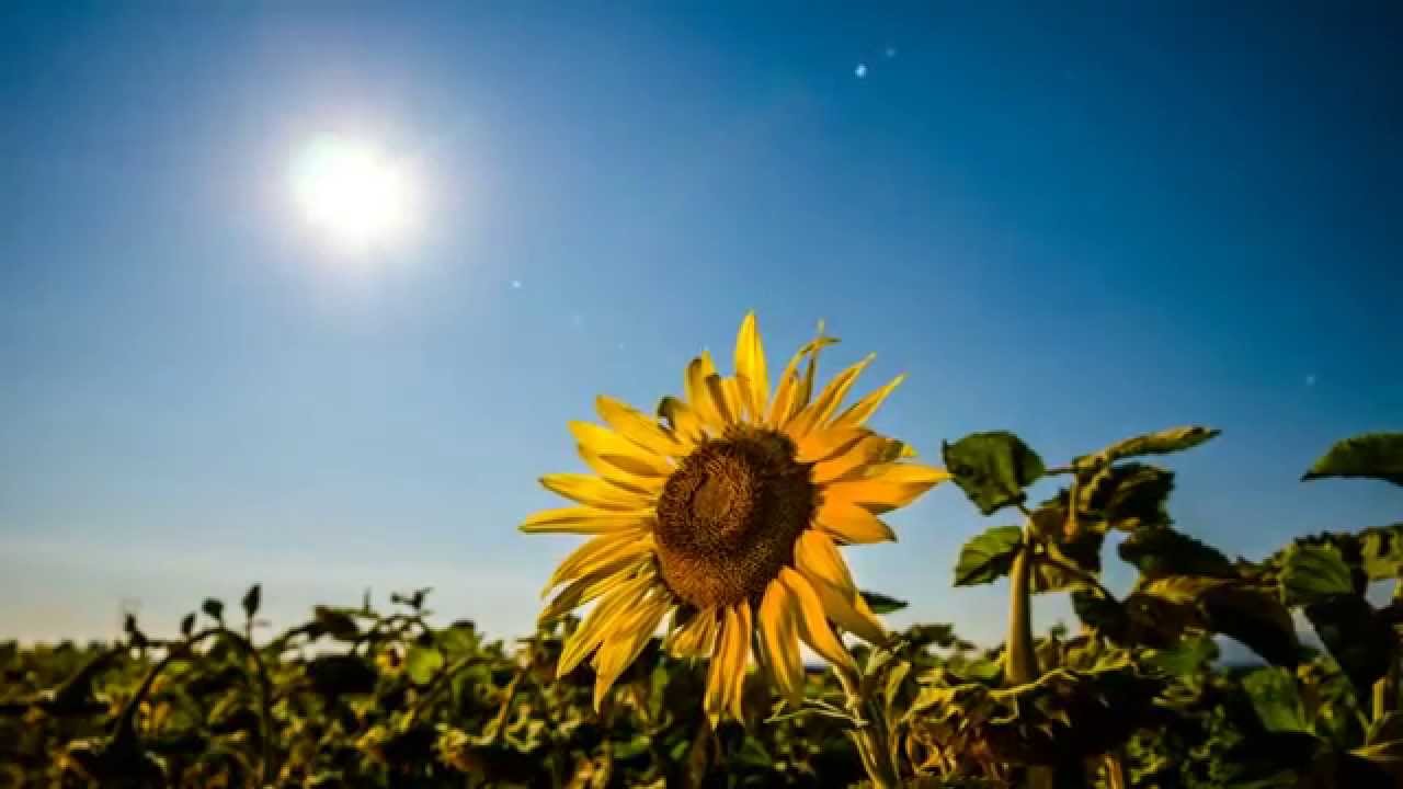 Night Sunflower Timelapse with Full Moon
