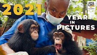2021: A Year in Pictures by Apes Like Us 7,528 views 2 years ago 3 minutes, 16 seconds